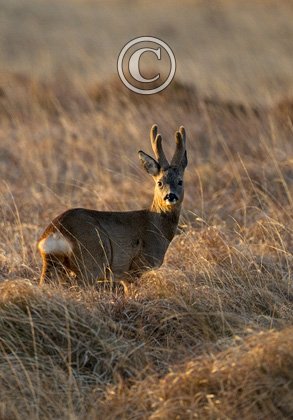 Roebuck Islay 1 2010